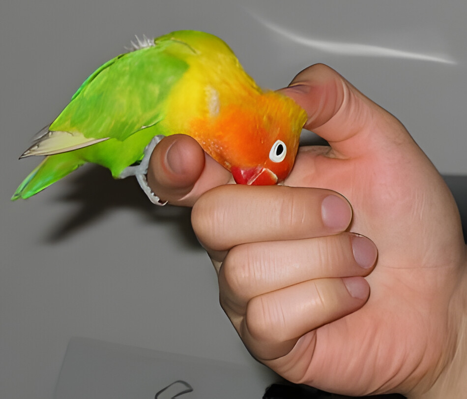 parrot